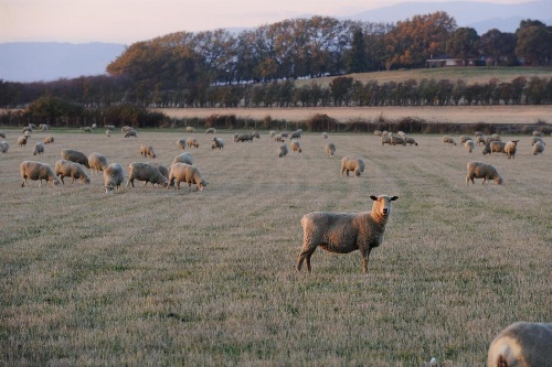 Relbia Lodge image 3